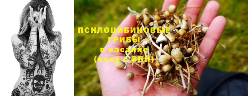 Псилоцибиновые грибы Magic Shrooms  Людиново 